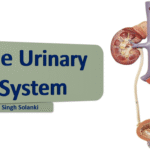 the urinary system