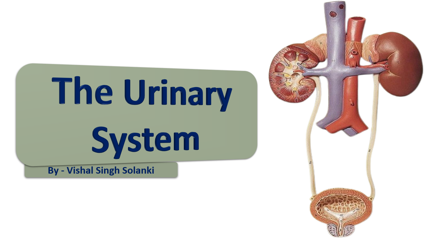 the urinary system