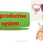 reproductive system